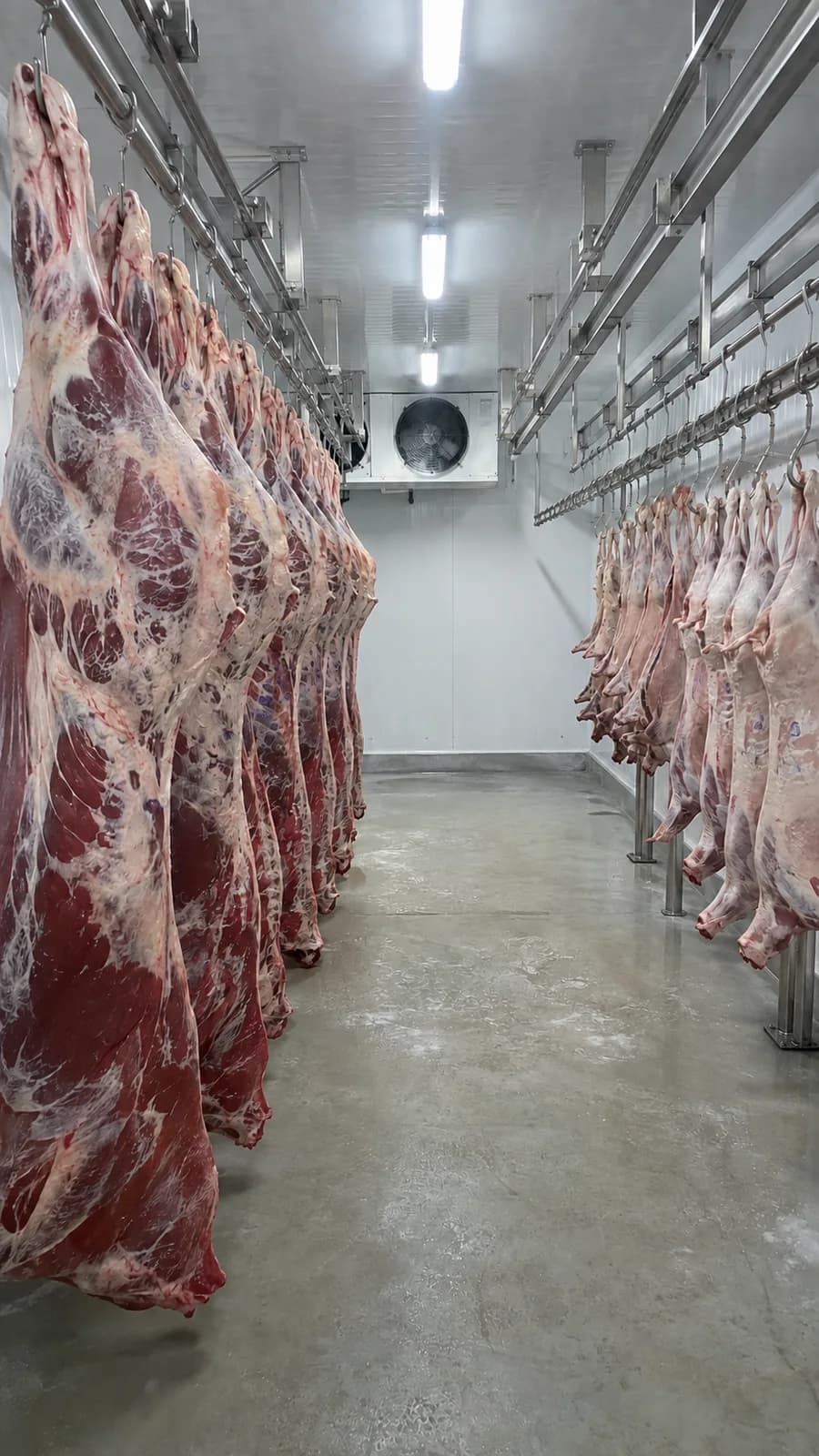 Frozen Beef