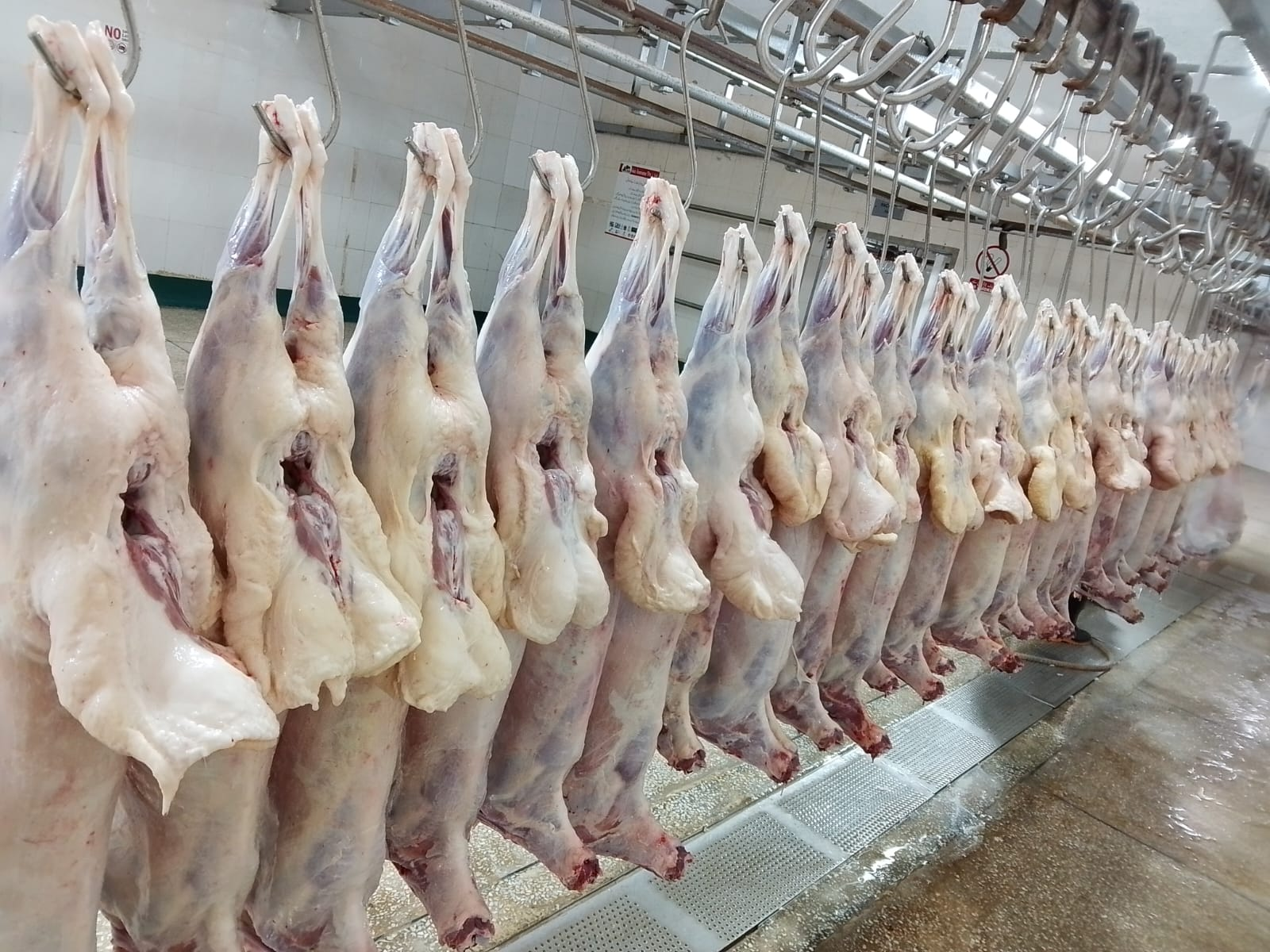 Chilled mutton