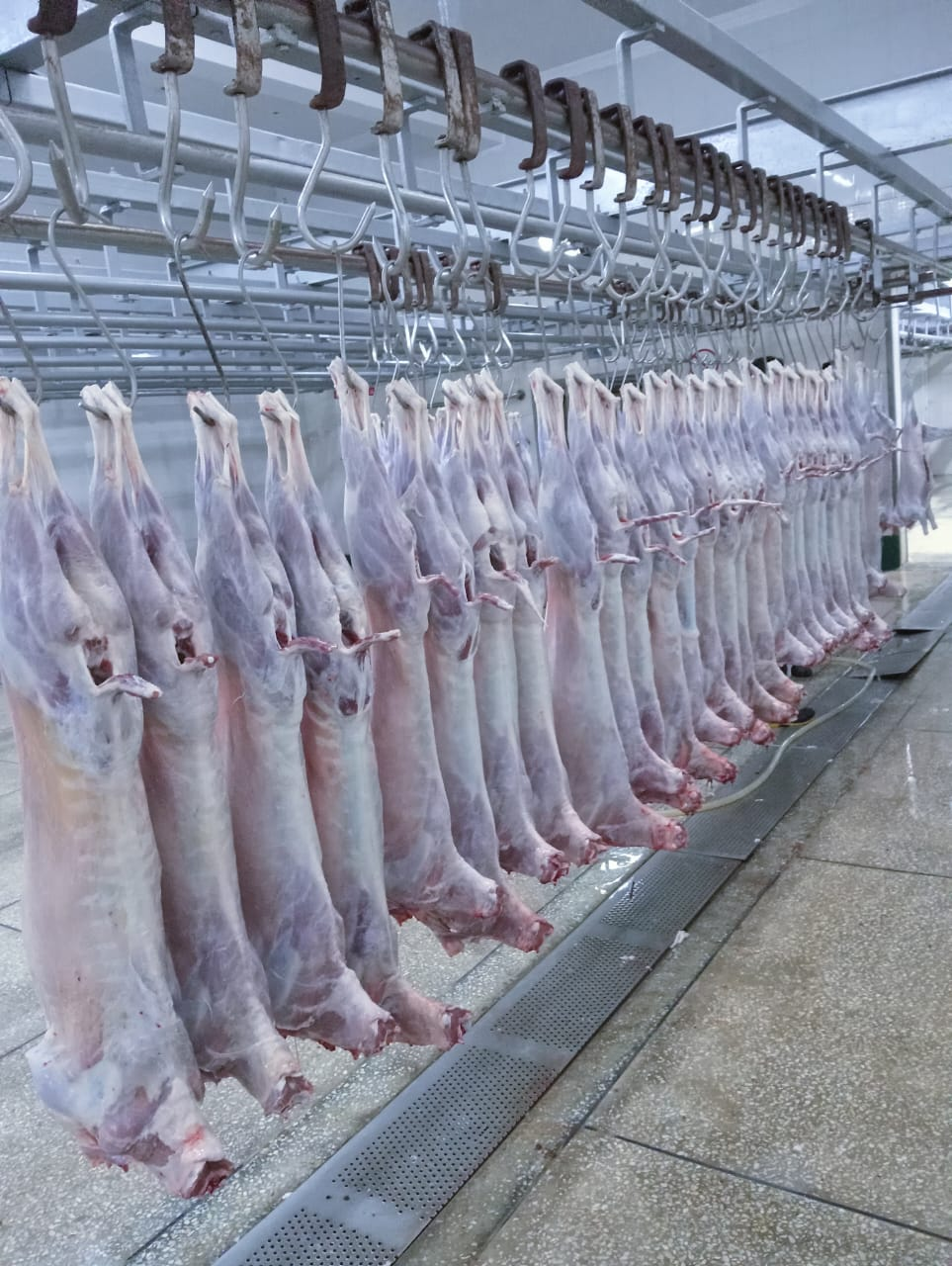 Frozen mutton